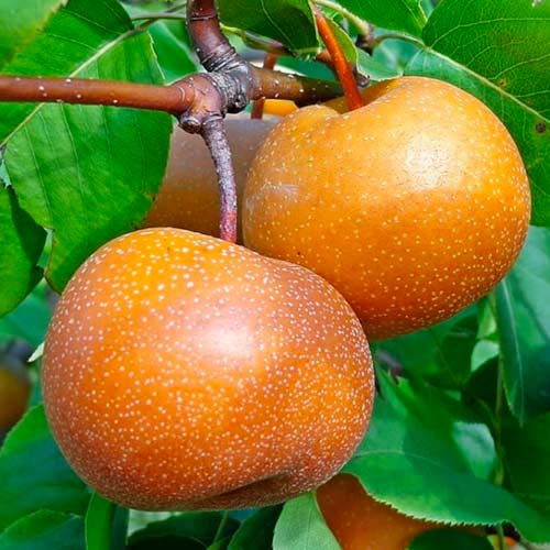 Kruška Nashi slika 1 interface.art 1625