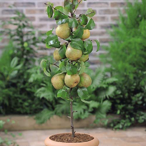 Kruška stupolika Condo slika 1 interface.art 1969