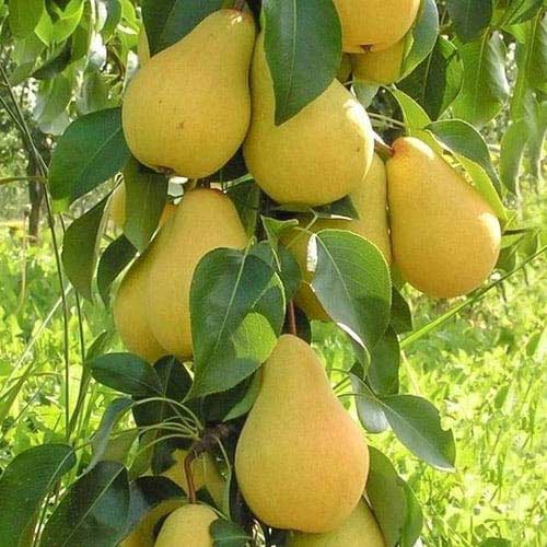 Kruška stupolika Decora, С2 slika 1 interface.art 1905