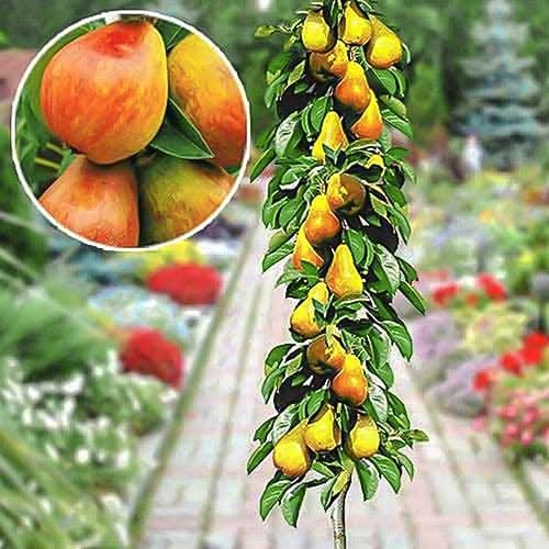 Kruška stupolika rana slika 1 interface.art 1904