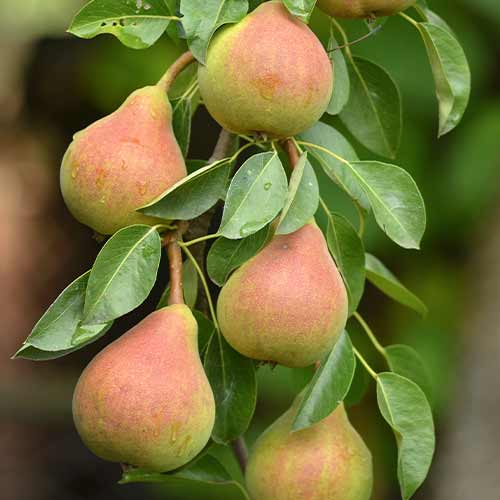 Kruška (stupolika) Santa Maria slika 1 interface.art 2021