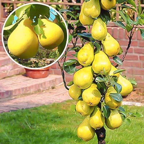 Kruška stupolika Saphira, С2 slika 1 interface.art 1941