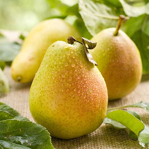 Kruška Williams, С2 interface.art interface.photo 1 Kruška Williams, С2 slika 1 interface.art 7938