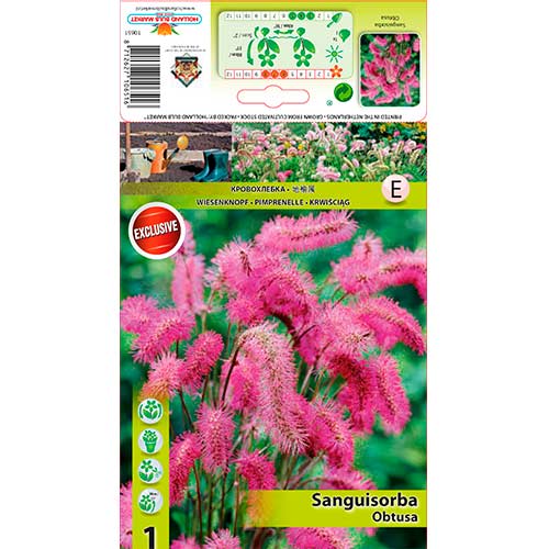 Krvara obtusa slika 1 interface.art 76362