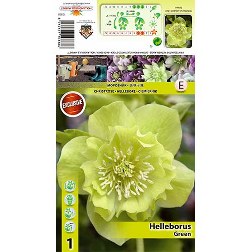 Kukurijek (Helleborus) Double Ellen Green slika 1 interface.art 70409