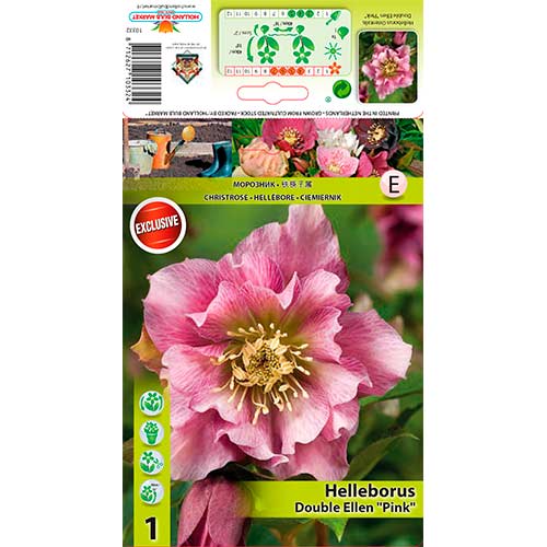Kukurijek (Helleborus) Double Ellen Pink slika 1 interface.art 76262