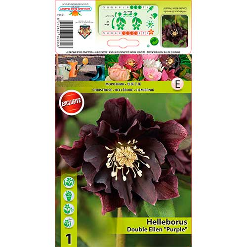 Kukurijek (Helleborus) Double Ellen Purple slika 1 interface.art 76263