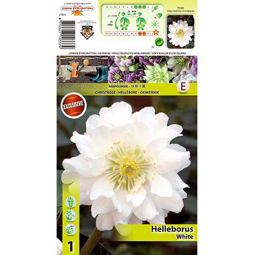 Kukurijek (Helleborus) Double Ellen White slika 1 interface.art 70411
