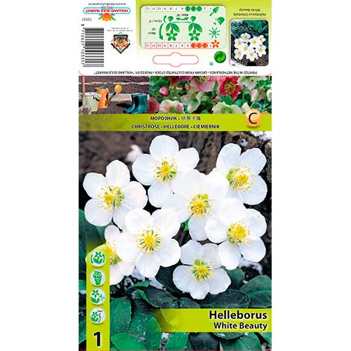 Kukurijek (Helleborus) White Beauty slika 1 interface.art 76264