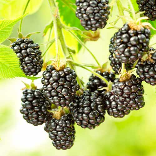 Kupina Black Satin, Р9 slika 1 interface.art 7692