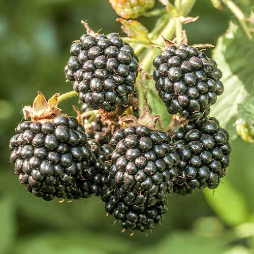 Kupina Chester slika 1 interface.art 7612