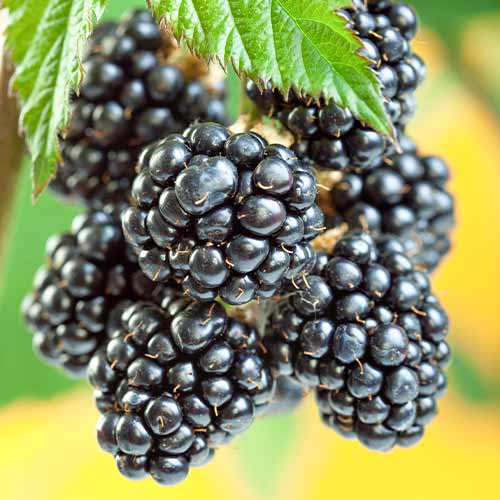 Kupina Gigant, Р9 slika 1 interface.art 7506