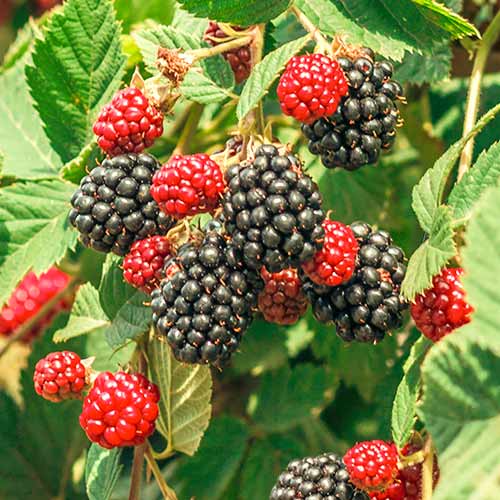 Kupina Loch Ness, Р9 slika 1 interface.art 7651