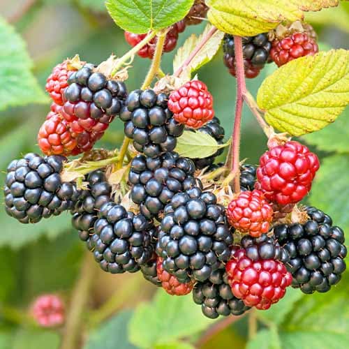 Kupina Navaho slika 1 interface.art 7504