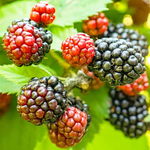 Kupina Tricolor slika 1 interface.art 5835