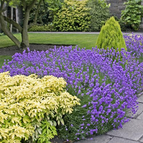 Lavanda Dwarf Blue, P9 slika 1 interface.art 9069