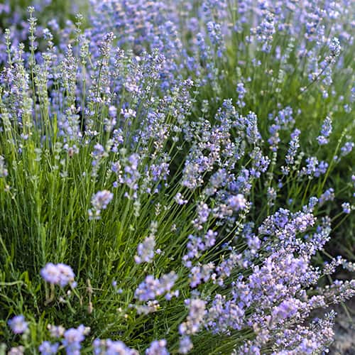 Lavanda Granny's Bouquet, P9 slika 1 interface.art 1593