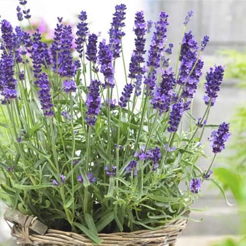 Lavanda Hidcote, С2 slika 1 interface.art 8553
