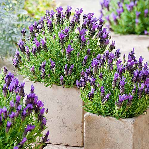 Lavanda Munstead, P9 slika 1 interface.art 1595