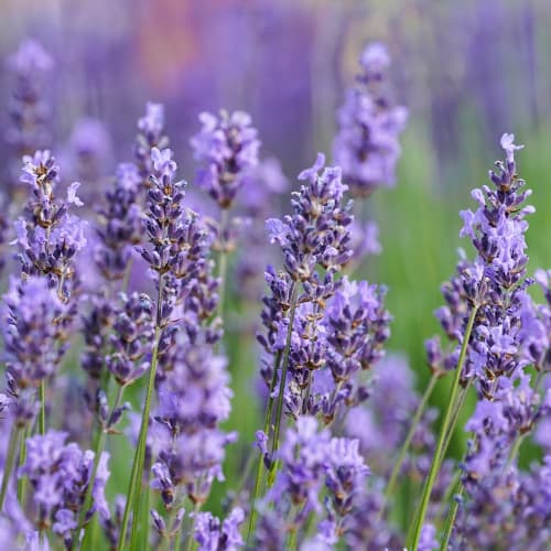 Lavanda Sensational, P9 slika 1 interface.art 1597