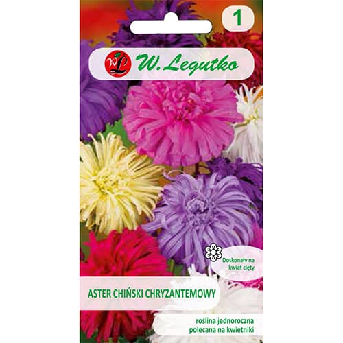 Lijepa kata tip krizantema, višebojna mješavina slika 1 interface.art 78511