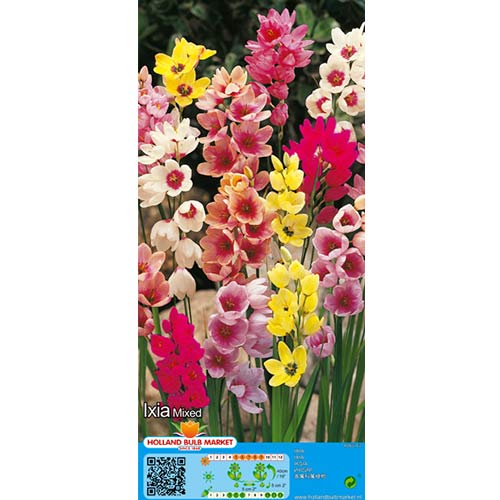 Iksija Mixed slika 1 interface.art 76295