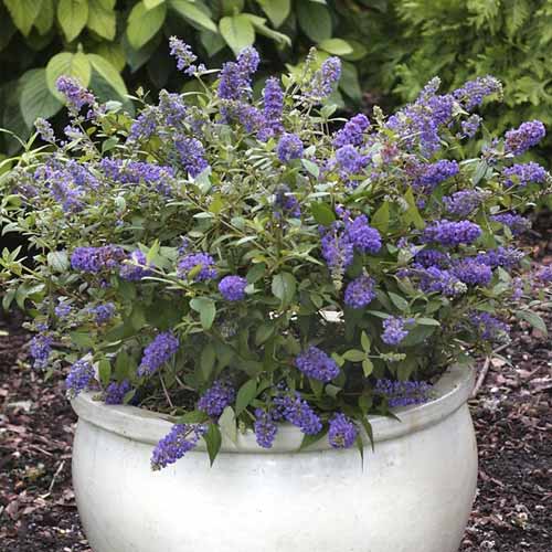 Ljetni jorgovan Blue Chip Jr PBR, С3 slika 1 interface.art 8511