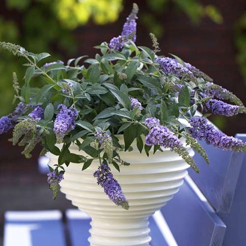 Ljetni jorgovan Lilac Chip PBR, С3 slika 1 interface.art 8513