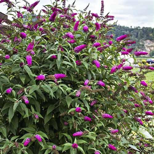 Ljetni jorgovan Miss Ruby PBR, С3 slika 1 interface.art 8514