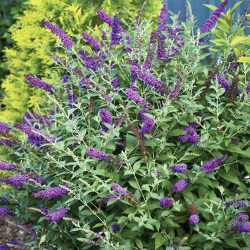 Ljetni jorgovan Miss Violet PBR, С3 slika 1 interface.art 8515