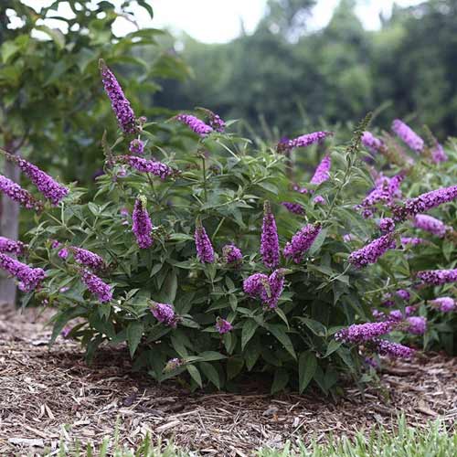 Ljetni jorgovan Pink Micro Chip PBR, С3 slika 1 interface.art 8516