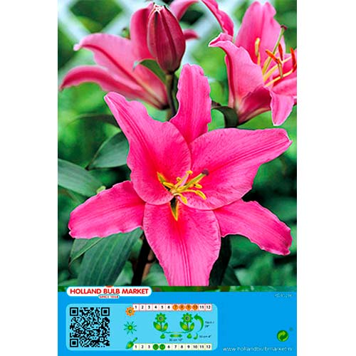 Ljiljan Acapulco slika 1 interface.art 76465