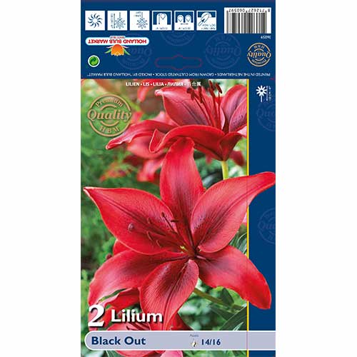 Ljiljan Black Out slika 1 interface.art 67387