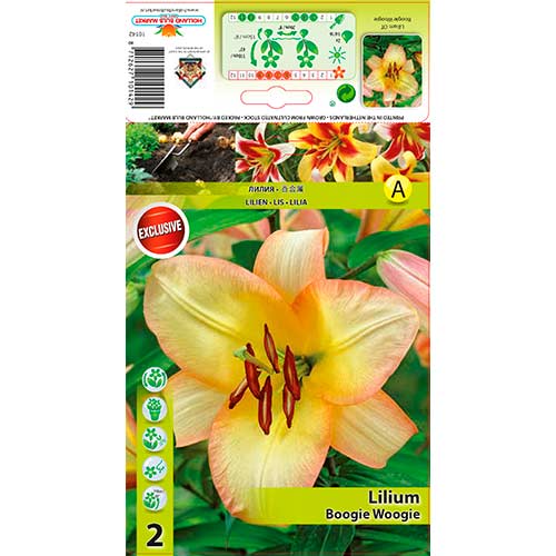 Ljiljan Boogie Woogie slika 1 interface.art 70423