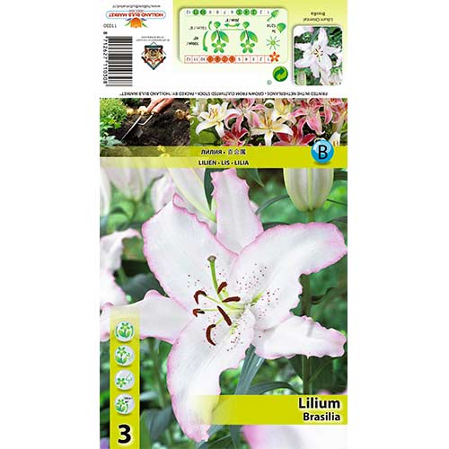 Ljiljan Brasilia slika 1 interface.art 70424