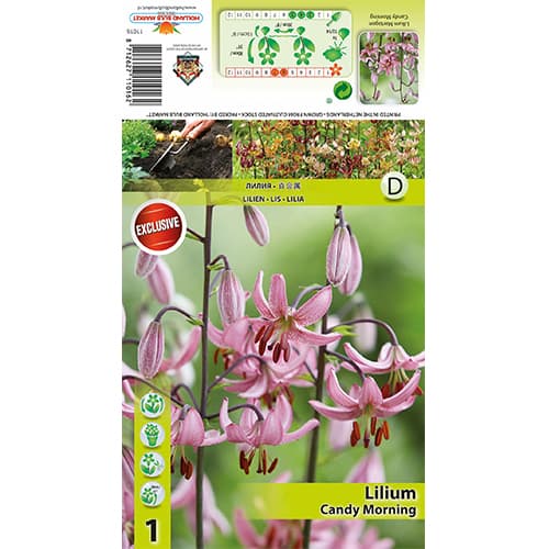 Ljiljan Candy Morning interface.art interface.photo 1 Ljiljan Candy Morning slika 1 interface.art 77821