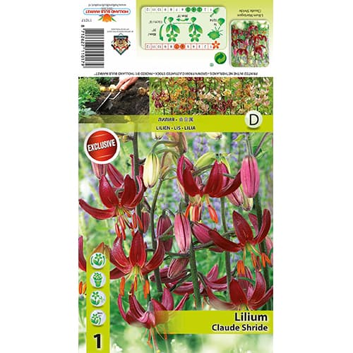 Ljiljan Claude Shride slika 1 interface.art 77822