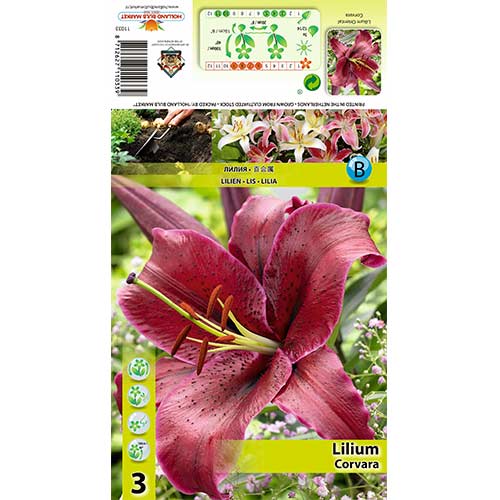 Ljiljan Corvara interface.art interface.photo 1 Ljiljan Corvara slika 1 interface.art 70427