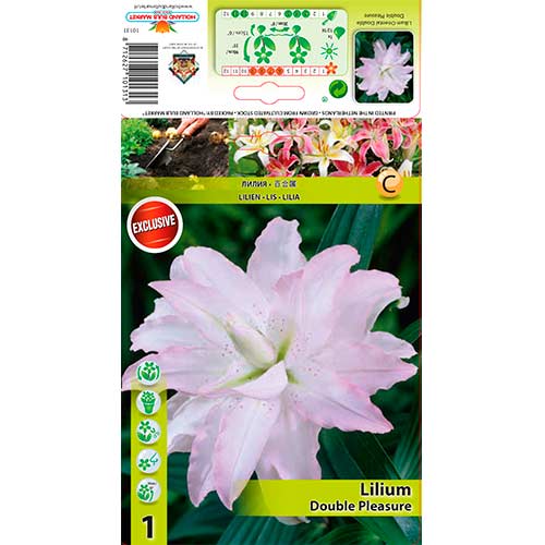 Ljiljan Double Pleasure slika 1 interface.art 76306