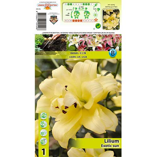 Ljiljan Exotic Sun interface.art interface.photo 1 Ljiljan Exotic Sun slika 1 interface.art 70429