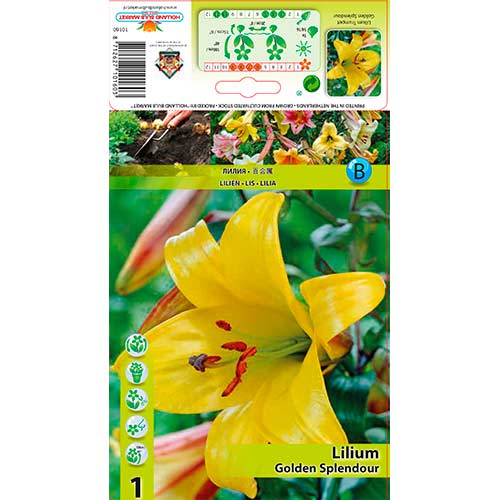 Ljiljan Golden Splendour slika 1 interface.art 76309