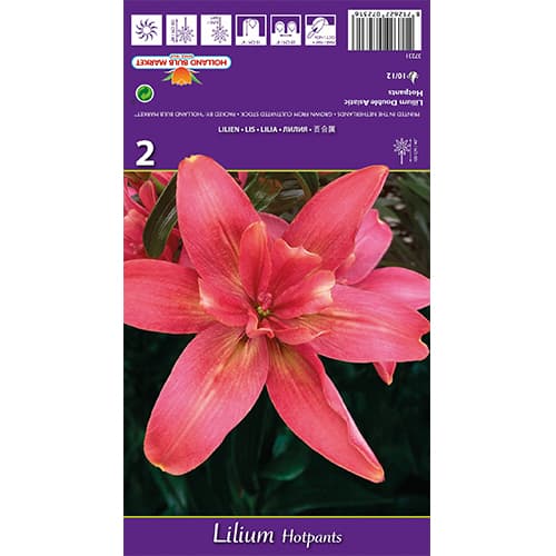 Ljiljan Hotpants slika 1 interface.art 77837