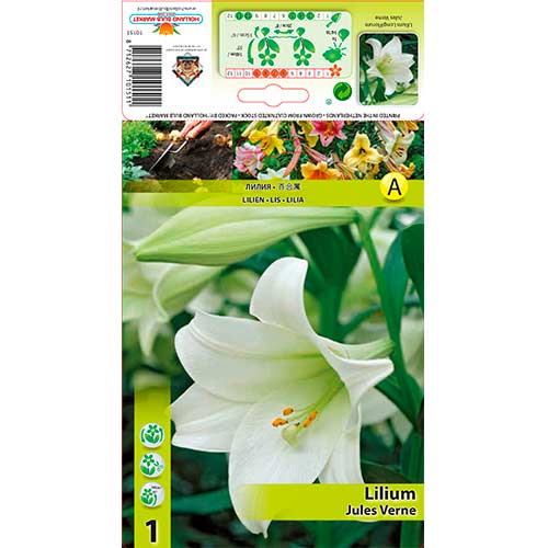 Ljiljan Jules Verne slika 1 interface.art 70432