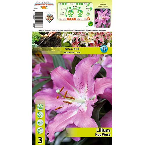 Ljiljan Key West slika 1 interface.art 70433