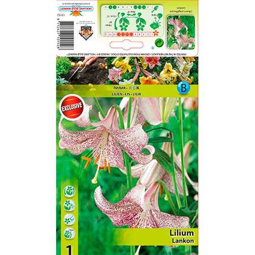 Ljiljan Lankon slika 1 interface.art 76312