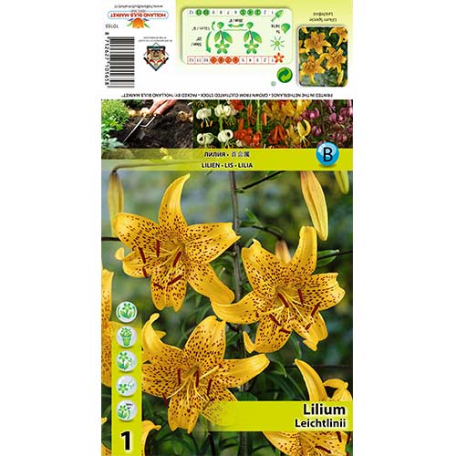 Ljiljan Leichtlinii slika 1 interface.art 70434