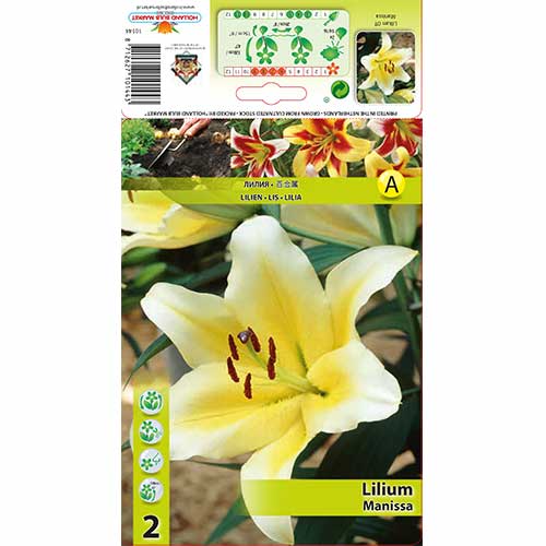 Ljiljan Manissa slika 1 interface.art 70276