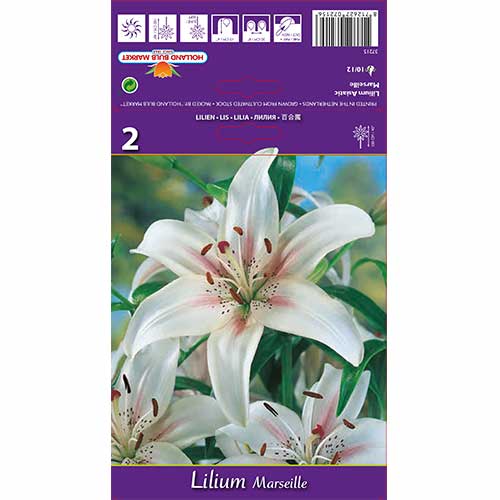 Ljiljan Marseille slika 1 interface.art 70210