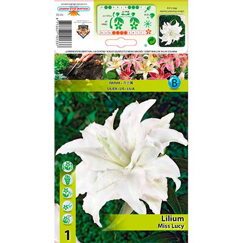 Ljiljan Miss Lucy slika 1 interface.art 76316