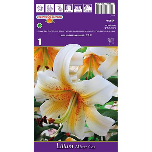 Ljiljan Mister Cas slika 1 interface.art 77841